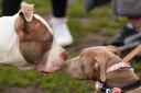 XL bully dogs are to be banned by the Scottish Government