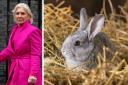 Nadine Dorries claimed the rabbit murdering fixer is close to Rishi Sunak