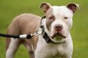 Some dog lovers are scrambling to rescue XL bullies in shelters in England and Wales