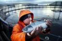 A salmon farmer holds a young fish at the Strondoir Bay fish farm at Loch Fyne, Scotland