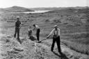 Farmers in 1955 harvesting in the Outer Hebrides
