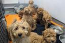 Dozens of puppies were rescued from the back of a lorry earlier this month