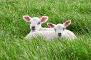 Kersheugh Farm in Jedburgh in the Scottish Borders was named the best Easter day out in Scotland for its lamb bottle feeding