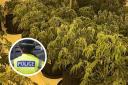 More than 1,300 cannabis plants were discovered at an industrial unit in Lugar.