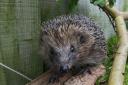 Work to make a popular park more hedgehog friendly is under way. Image: Phillip Horwood
