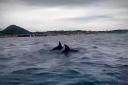 A member of East Lothian Yacht Club has shared the beautiful moment she captured a group of dolphins swimming just feet away from her boat
