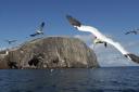 Bass Rock hosts the world's largest colony of northern gannets