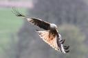 The charges related to the reckless use of illegal poison resulted in the deaths of 15 birds, including five red kites.