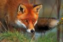 Gamekeepers say they must be allowed to use humane cable restraints in order to control fox numbers