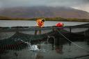 Campaigners say the practice of open-net salmon farming is unsustainable