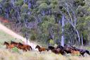 Wild horses, or brumbies, run across state forest land near Tumbarumba in southern New South Wales