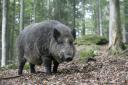 There are calls to cull wild boar populations near Loch Ness