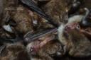 Maintenance work on railways may not be taking into account resident bats