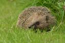 A third of Scotland's hedgehogs have disappeared over the last ten years