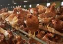 The legislation hints at bird flu being a long term concern