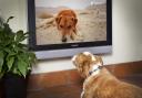 DogTV has been developed following research into animals’ physiological and psychological needs