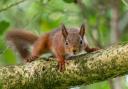 Red squirrels face a great threat in competition for food and living space