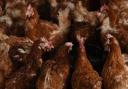 A case of avian flu has been identified in Aberdeenshire