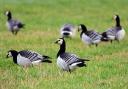 Barnacle geese have been hit hard by the latest wave of the avian flu virus