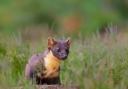 Installing dens will support pine marten numbers