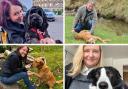Voting open for Holyrood Dog of the Year – how to vote
