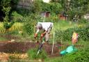 A Holyrood committee is set to explore whether council provision of allotments is sufficient