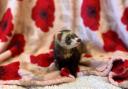 Masala, one of the ferrets seeking a new home. Photo: Scottish SPCA