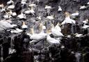Seabird colonies on 23 other islands around Scotland remain closed to public landings