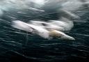 Henley Spiers took this shot of a gannet seconds after it dived off the Shetland Islands