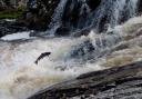 Scotland's salmon may be struggling to breed in the hotter waters