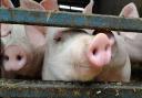 Farmers fear that post-Brexit border controls are not sufficient to keep livestock safe from diseases like African Swine Fever