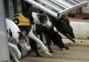 New polling has found that a majority of Scots want greyhound racing to be phased out
