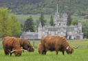 Balmoral Highland cattle fold has been hugely successful in recent years