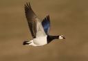 NatureScot said it was monitoring the situation closely after avian flu was detected in barnacle geese on Islay