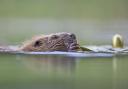 Environmental groups say beavers will benefit the local ecosystem of Glen Affric