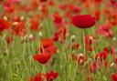 'The poppy was once a modest and humble symbol of both hope and loss': Poppies growing on the Somme battlefield