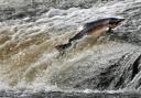 Atlantic Salmon try to make their way up stream by jumping the Could on the Ettrick river near Selkirk in the Scottish Borders.