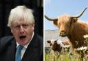Boris Johnson claimed to be using his time to draw pictures of cows ...