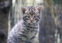 Scottish wildcat kittens have been born at the Highland Wildlife Park