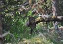 Scottish wildcats are critically endangered due to 'human activity'