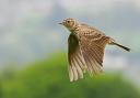 Ground-nesting birds such as the skylark have gone from many farms