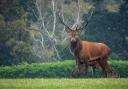 Runaway deer numbers in Scotland pose a threat to rewilding efforts