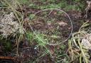 Snares are often used by gamekeepers to protect birds like pheasants, but can lead to slow and painful deaths for trapped animals