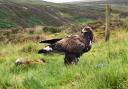 The population of golden eagles in southern Scotland has more than quadrupled