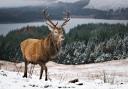 A reindeer majesticaly stalks the Cairngorms