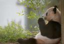 The Edinburgh Zoo pandas will be missed, but should we be doing cosy deals?