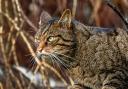 Some of Scotland's wildcats have developed a taste for poultry