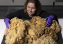 The fleece has been donated to the national collections by Dr William A Ritchie, an embryologist on the team that created Dolly - who was named after singer Dolly Parton.