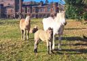 Rum has welcomed two new foals to its herd of 'ancient, rare' ponies