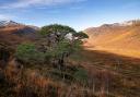 Just 84 individual Caledonian pinewoods are officially recognised